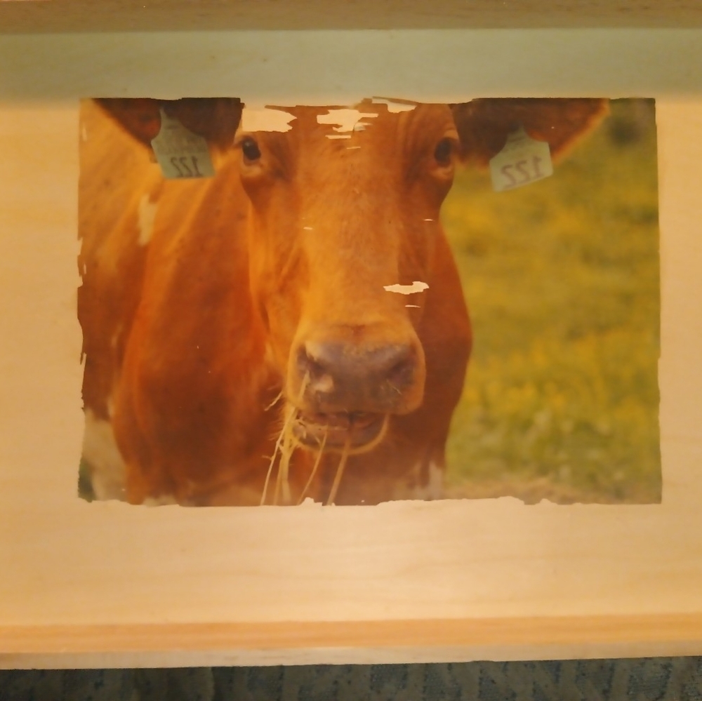 Wooden cow tray